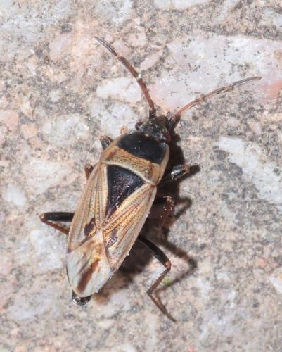 Xanthochilus quadratus